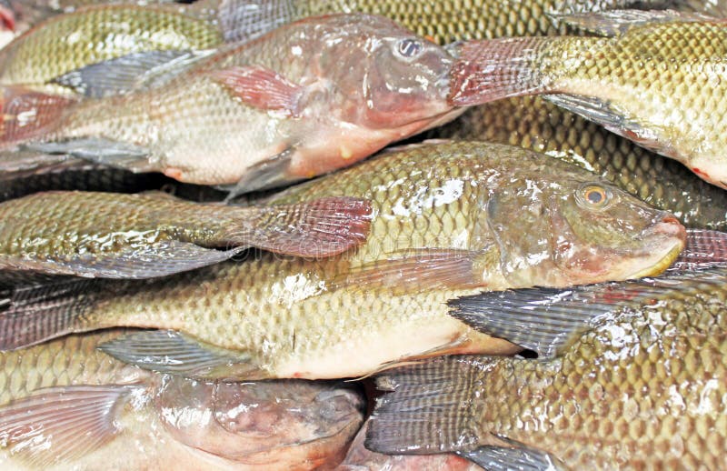 Whole Tilapia Fish stock photo. Image of food, tail, path 11454822