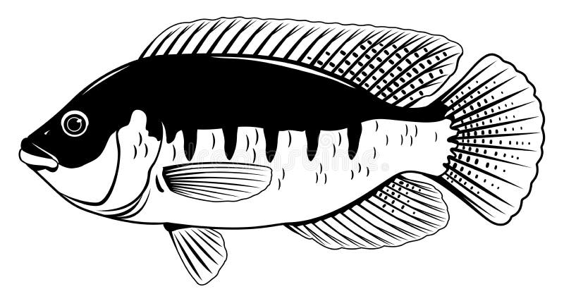 Learn How to Draw a Tilapia (Fishes) Step by Step : Drawing Tutorials