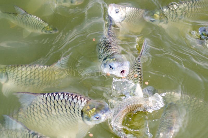 Tilapia fish eating food.