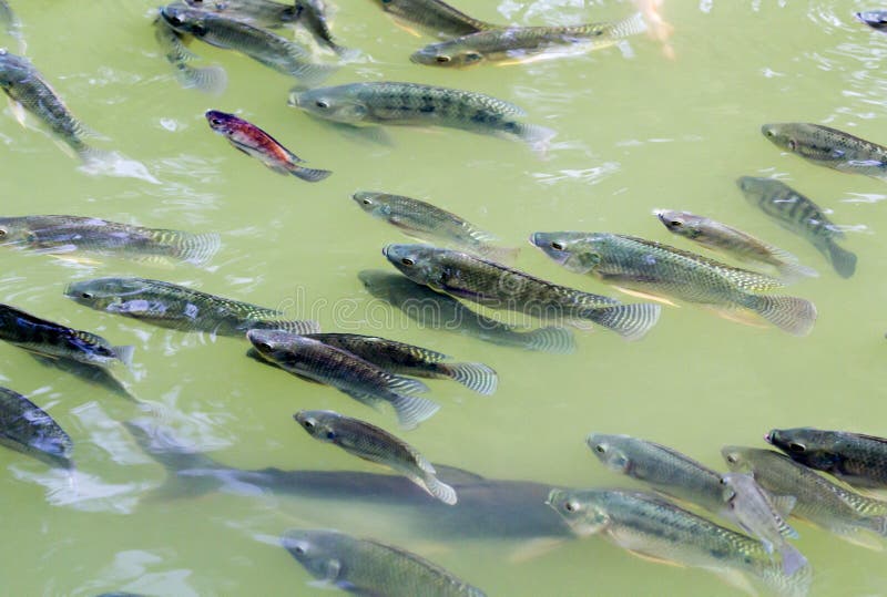 Tilapia Fish in farm