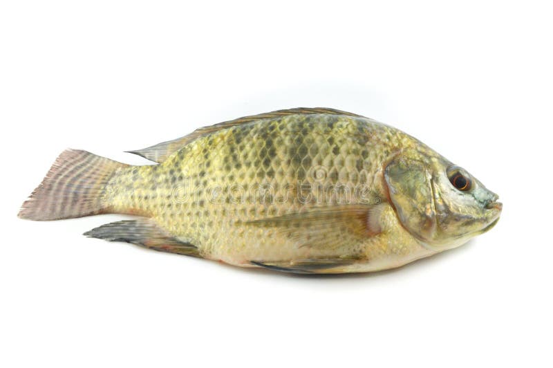 Whole Tilapia Fish stock photo. Image of food, tail, path 11454822