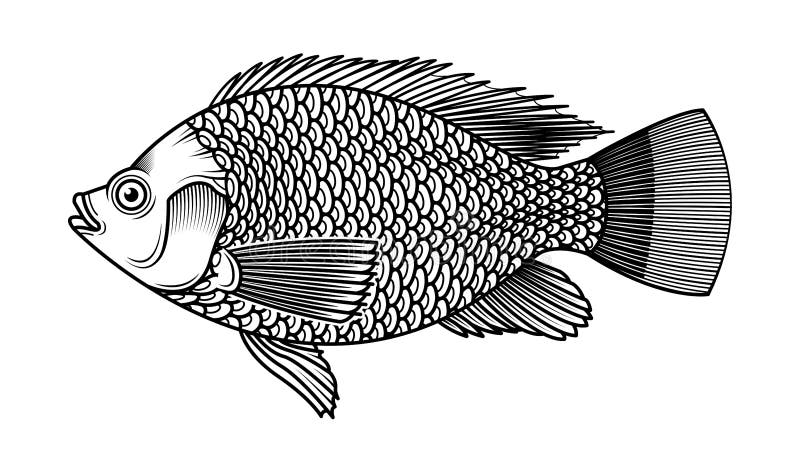 Blackchin tilapia fish vector illustration on white background. | CanStock