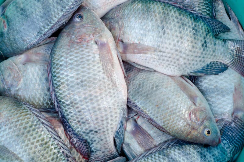 Tilapia fish