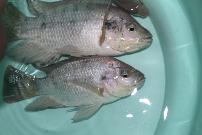 Tilapia Fish in Water in Bucket GIFT Tilapia Fish Culture Close Up Stock  Photo - Image of food, species: 225876126