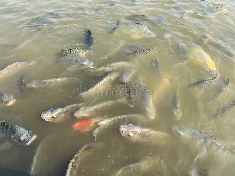 Tilapia Peces En Peces De Agua Dulce Tilapia Nadando En Una Granja De Estanques Tilapia Imagen
