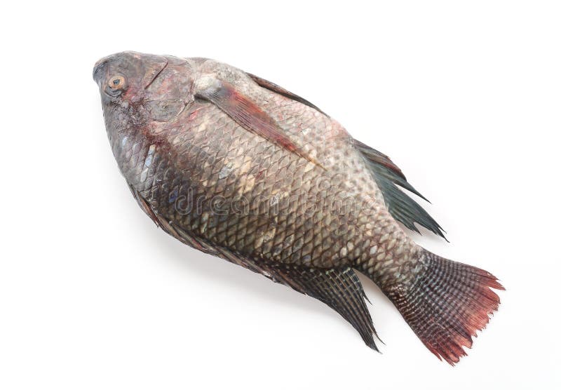 Tilapia preto ou Tilapia foto de stock. Imagem de animal 83798534