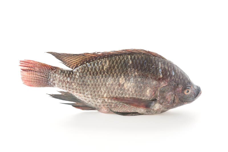 Tilapia cru foto de stock. Imagem de ninguém, fresco 86161050