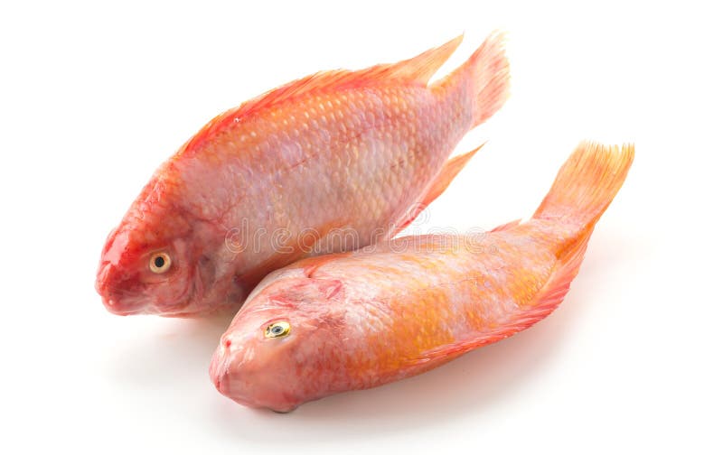 Tilapia roja foto de archivo. Imagen de delicioso, frescura 82992438