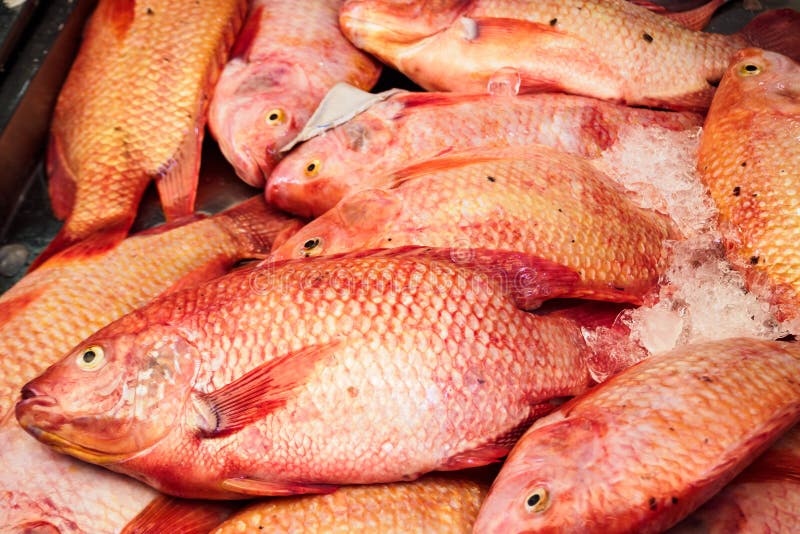 Tilapia roja foto de archivo. Imagen de delicioso, grande 34467054