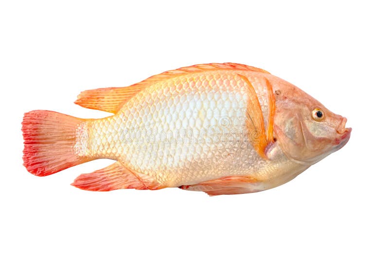 Tilapia roja aislada foto de archivo. Imagen de alimento 73526638