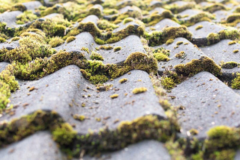 Tiles covered with moss stock photography