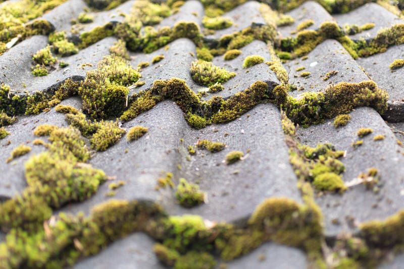 Tiles covered with moss stock photos