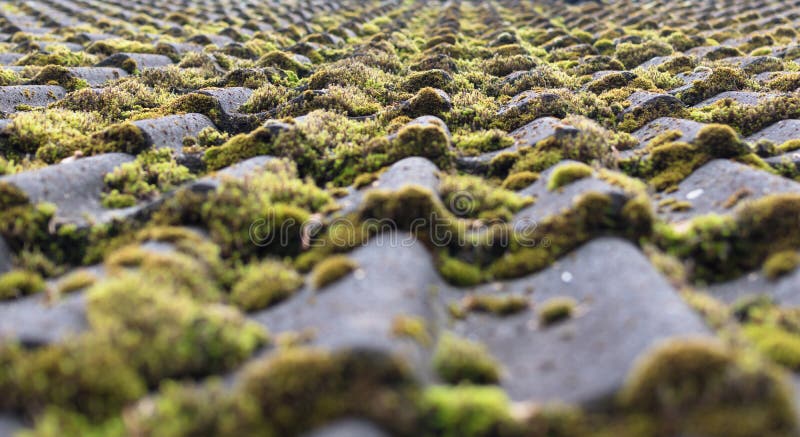 Tiles covered with moss stock image