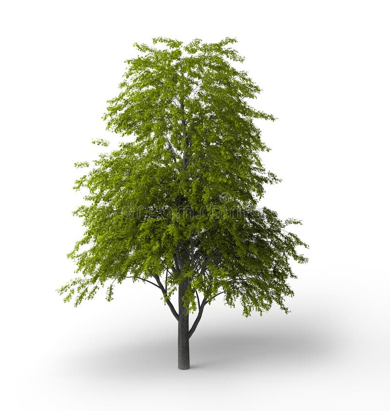 Tilia cordata isolated