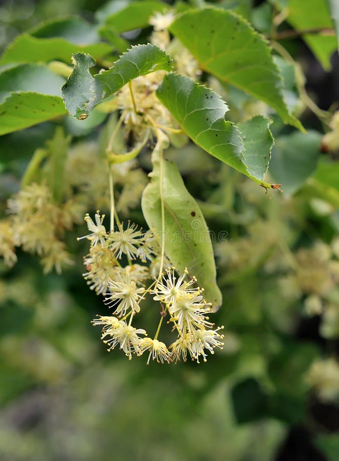 Tilia flowers.