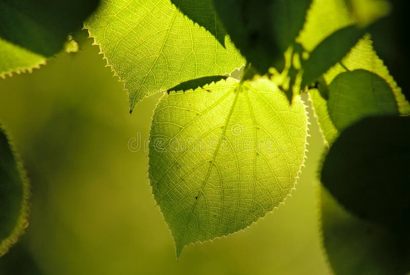 Tilia oder Lindenbaum verlässt in der natürlichen Leuchte stockfotos