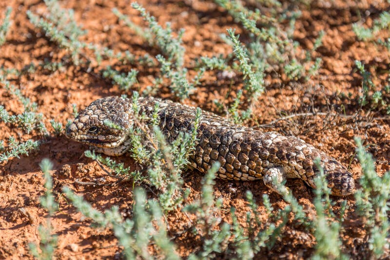 Tiliqua rugosa