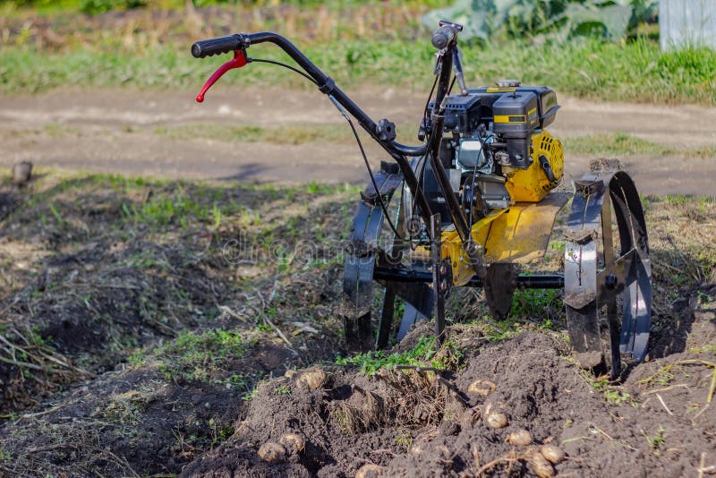 Tillage En odlare förlorar jorden Motoblock-potatis Jordbruk Att plundra marken i trädgården med en royaltyfri bild Tillage En odlare förlorar jorden Motoblock-potatis Jordbruk Att plundra marken i trädgården med en royaltyfri bild