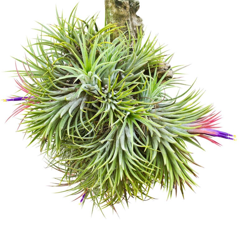 Tillandsia.