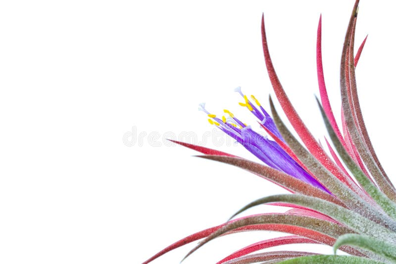 Tillandsia.