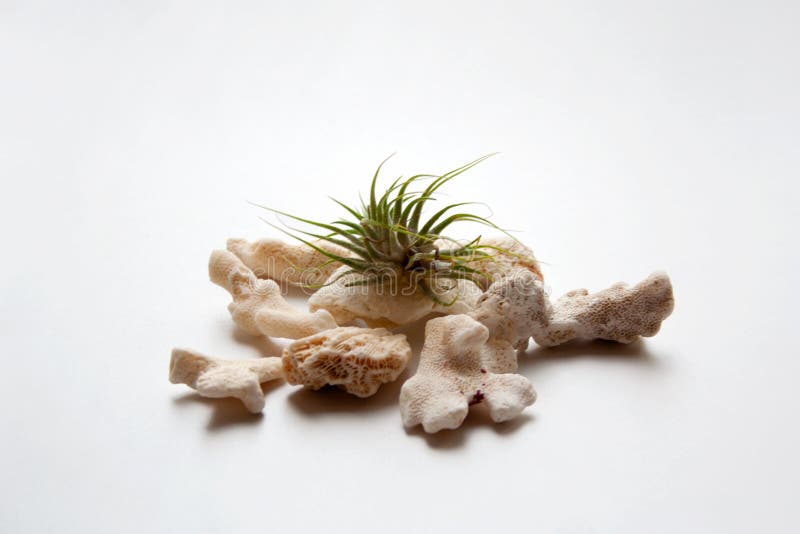 Tillandsia air plant with sea corals