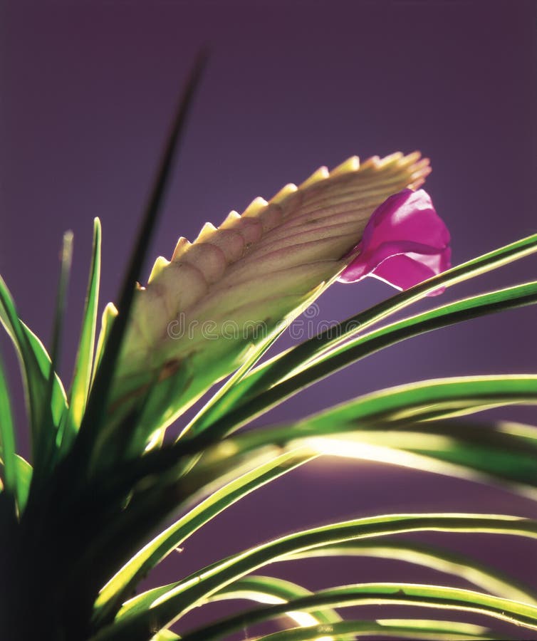 Atmosférický podsvietený z orchidea.