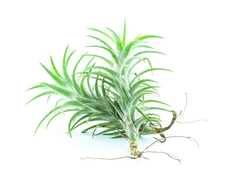 Tillandsia isolated