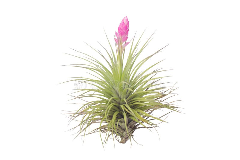 Tillandsia