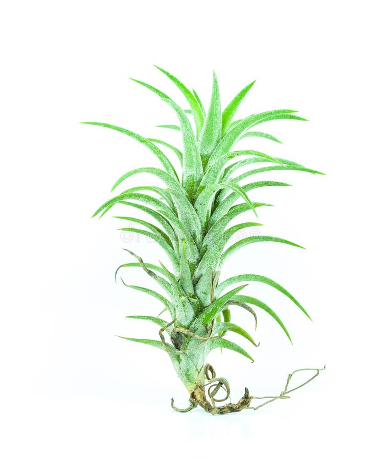 Tillandsia isolated on white background