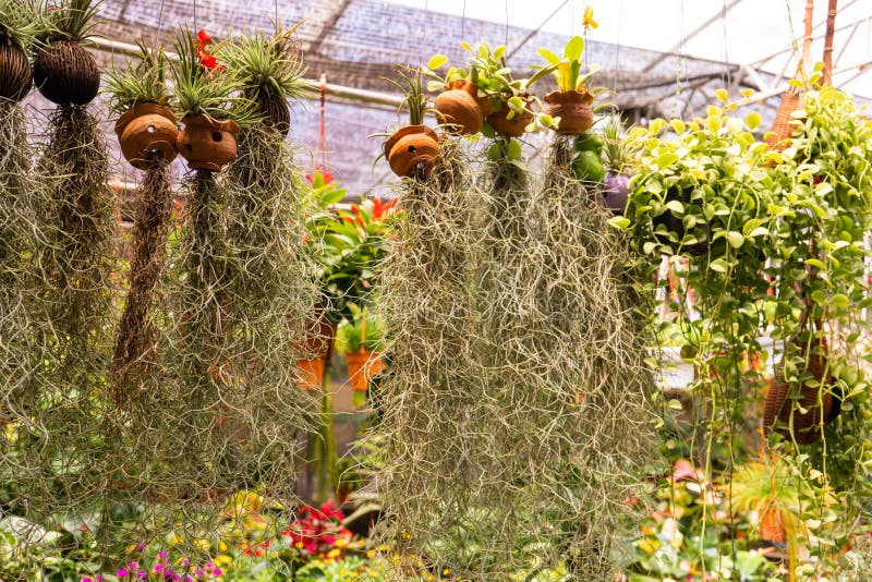 Tillandsia is a Plant with a Large Root System. at the Plant Store