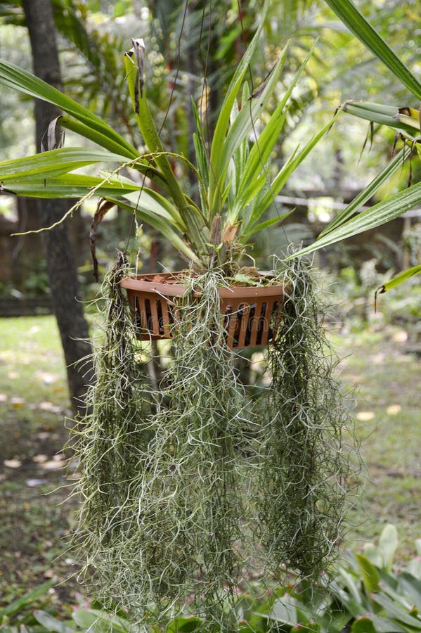 Tillandsia Usneoides Plants Stock Image - Image of tillandsia ...