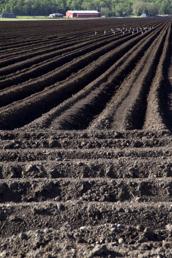 Tilled Farm Field with Crop Stock Image Image of food, farm 58324461