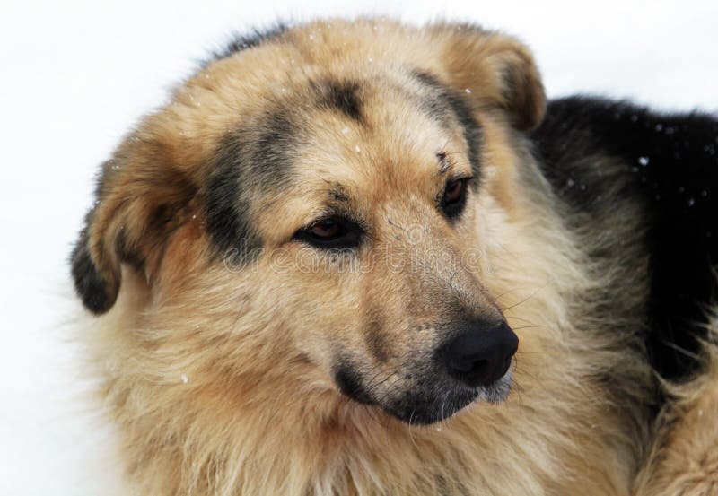 Tillfällig hund med ledsna ögon arkivbild Tillfällig hund med ledsna ögon arkivbild