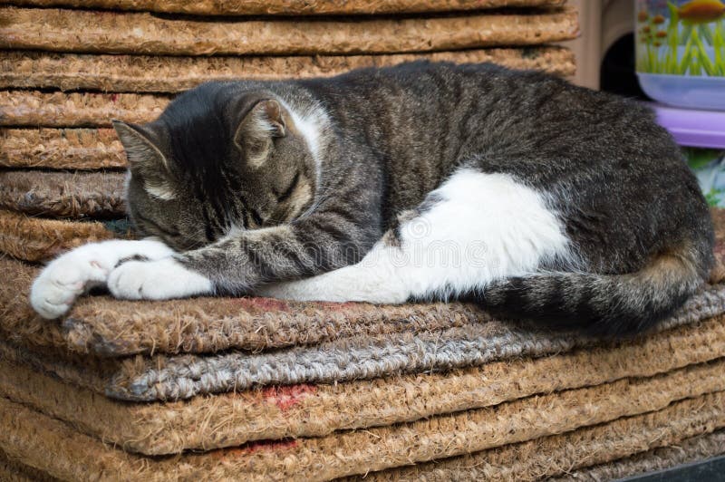 Tillfälliga Cat Resting på ett mattt royaltyfri bild Tillfälliga Cat Resting på ett mattt royaltyfri bild