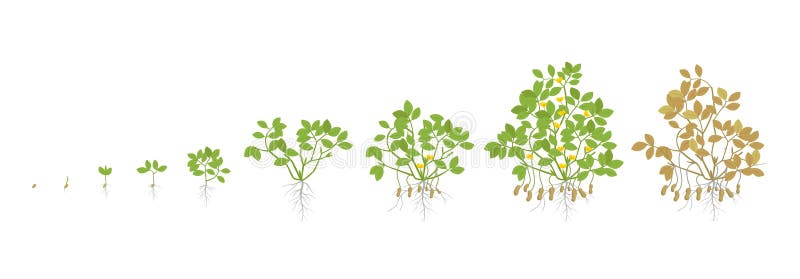 Tillväxtetapper av jordnötväxten Jordnötförhöjningfaser också vektor för coreldrawillustration Arachishypogaea Livcirkuleringen O stock illustrationer