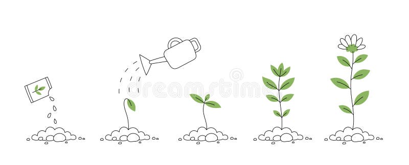Tillväxtfaser för blomplantor. såddutvecklingsstadium. illustration av vektorredigerbar infografik. Informationsbild för unga blomsterväxters livsprocess.