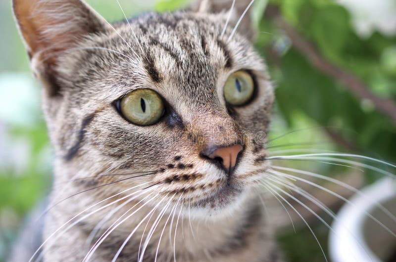Tilt Shift Photography of Brown Tabby Cat stock photography