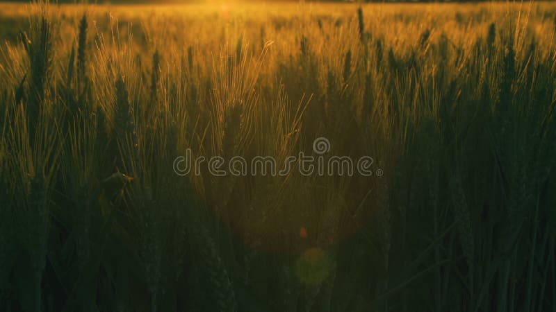 Tilt up clip of wheat or barley field blowing in the wind at sunset or sunrise