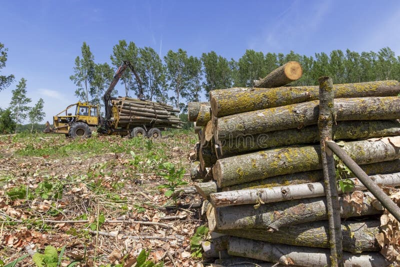 Timber Industry Bundle of Tree Logs in a Crane Grabber Stock Image