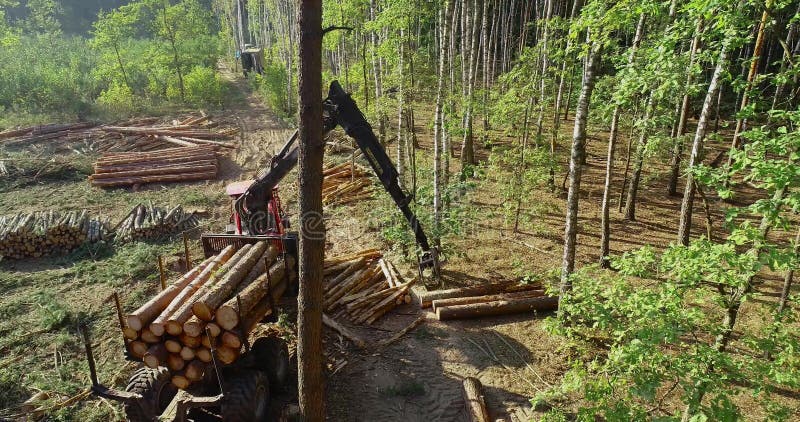 Timber loading, loading logs into a truck, timber processing, deforestation, timber loading with a claw stock video
