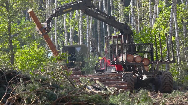 Timber loading, logging, timber loading with a claw stock video