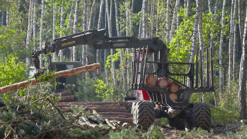 Timber loading, logging, timber loading with a claw stock video