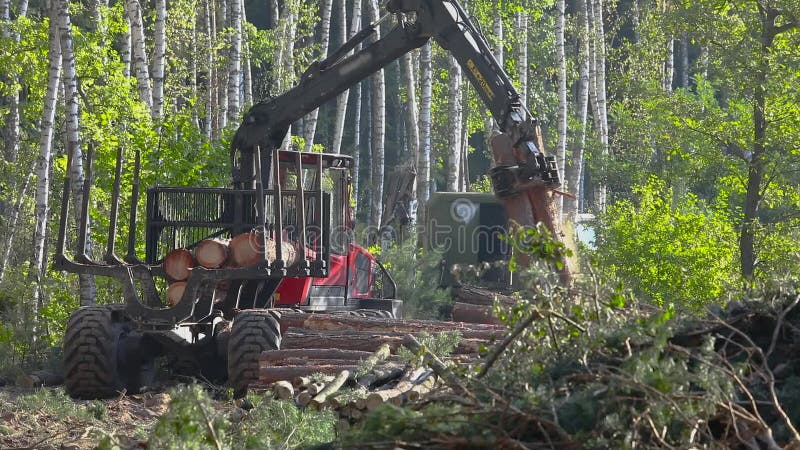 Timber loading, timber processing, deforestation, timber loading with a claw stock video