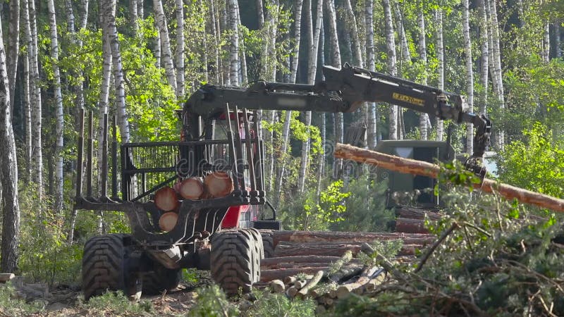 Timber loading, timber processing, deforestation, timber loading with a claw stock video footage