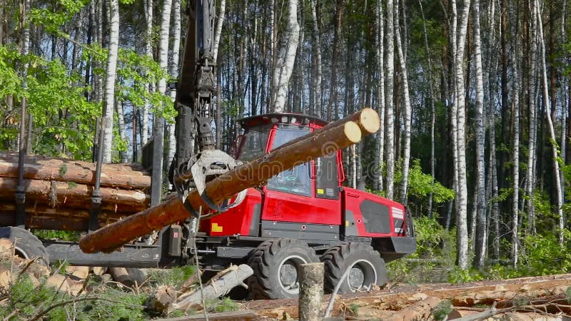 Timber loading, loading logs into a truck, timber processing, deforestation, timber loading with a claw stock video