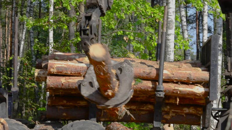 Timber loading, loading logs into a truck, timber processing, deforestation, timber loading with a claw stock video