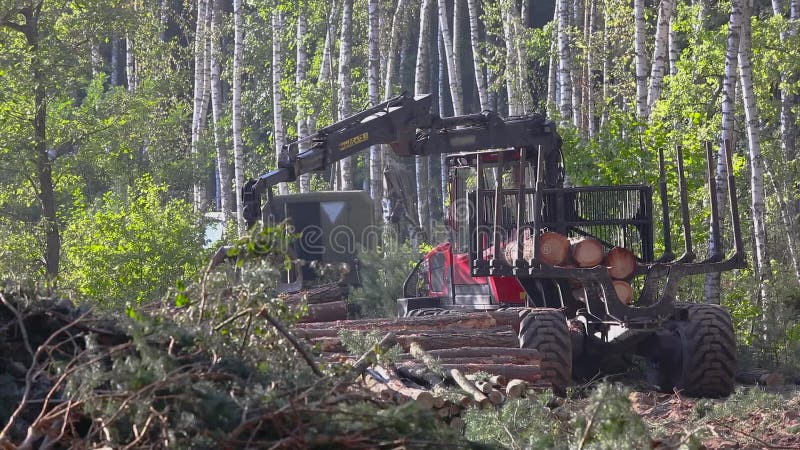 Timber loading, logging, timber loading with a claw stock footage