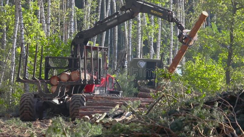 Timber loading, timber processing, deforestation, timber loading with a claw stock video