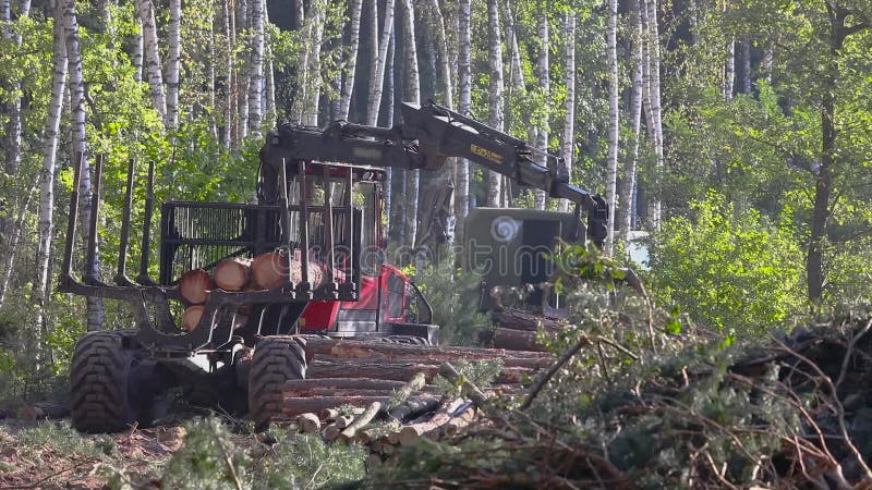 Timber loading, timber processing, deforestation, timber loading with a claw stock footage
