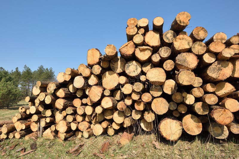 Timber Logging in Forest. Freshly Cut Pine Tree Logs Stock Image